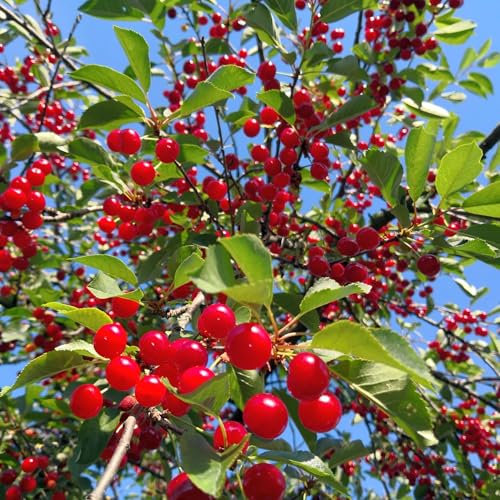 Cherry Tree, 'Morello', 1 x Tall Plant in a 10 Litre Pot, 1.4m to 1.6m Height, Garden Fruit, Large Tree, Cherry, Garden Ready and Ready to Plant, Premium Quality Plants