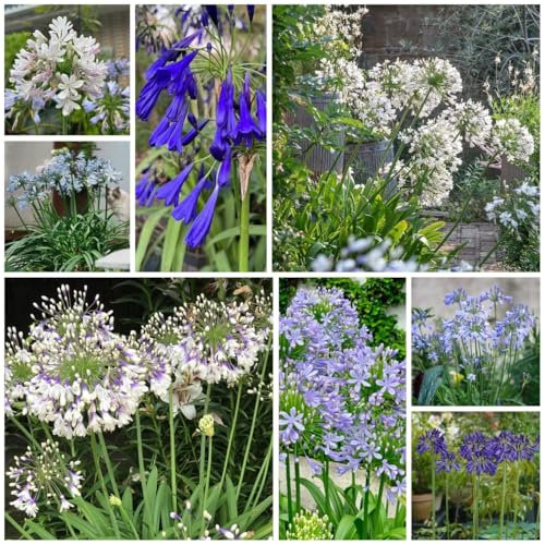 Semillas de plantas de agapanthus - lirio africano - Balcón de semillas de flores, plantas en macetas resistentes Semillas de plantas de lirio africano, Decoración de jardín para 20pcs