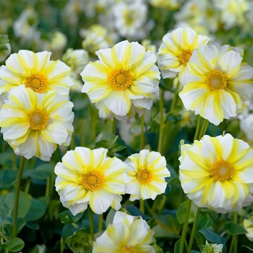 1 x Dahlia Mignon Fire & Ice Lemon – Bi-Coloured Yellow & White Blooms – Summer Flowering Bulb – Perennials – for Your Beautiful Garden