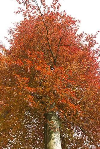 10 Samen Rotbuche Fagus sylvatica Wald Baum Samen