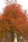 10 Samen Rotbuche Fagus sylvatica Wald Baum Samen