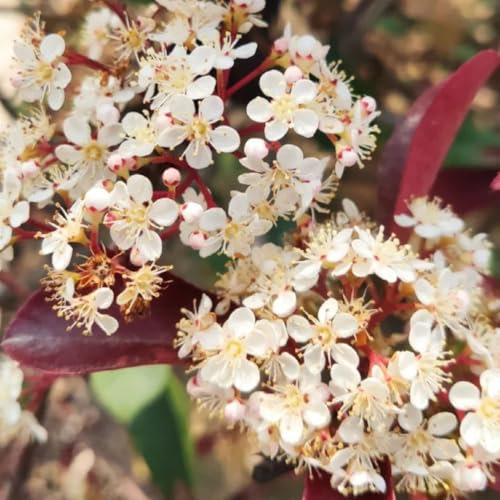 300 piezas Semillas de Photinia Red Robin plantas decorativas, plantas perennes resistentes Semillas de níspero plantar semillas, plantar árboles plantas de hoja perenne resistentes,