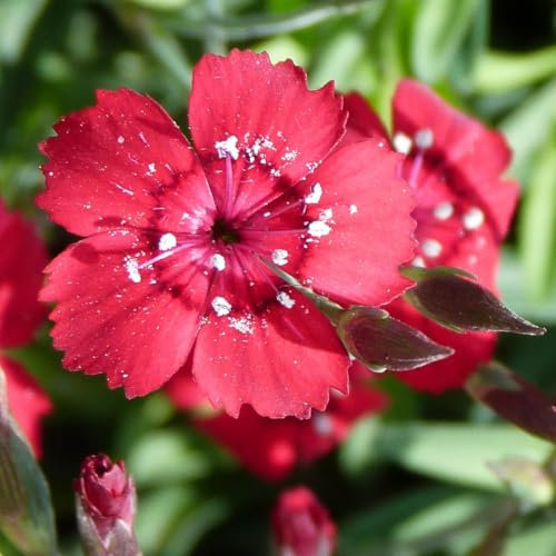 Dianthus Deltoides Flashing Light - Hardy Perennial Groundcover with Striking Red Blooms for Rock Gardens and Borders - 1x 1 Litre Potted Plant by Thompson & Morgan