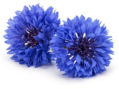 Flowering Plants, 'Cornflower', 2 x Full Plants in 9cm Pots, Cornflower Plants, Blue Flowers, Premium Quality Flowers