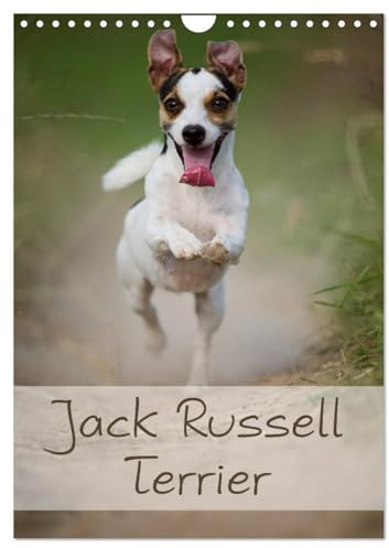 Jack Russell Terrier (Wandkalender 2026 DIN A4 hoch), CALVENDO Monatskalender: Ein schöner Kalender rund um den Jack Russell Terrier (CALVENDO Tiere)