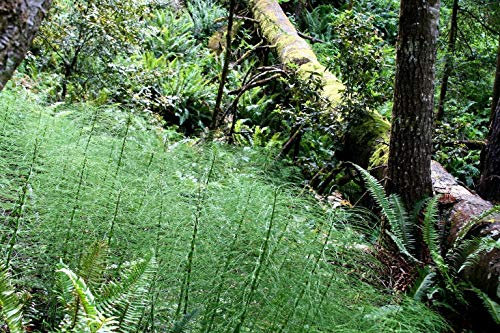 escoba helecho virgatus helecho de árbol de espárragos, 20 semillas