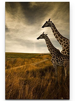 Paul Sinus Art Leinwandbilder | Bilder Leinwand 90x60cm Giraffen in der Savanne