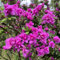 rhododendron pflanze samen balkonpflanzen winterhart, wiesensaatgut azalee bonsai samen samen alte sorten, blumensamen balkon blumenwiese samen mehrjährig, herbst deko winterharte 300pcs