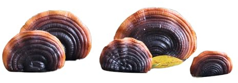 Restokki Pilze Deko Simulation Pilzschelfkoration Dekoration Set Harz Künstliche Mini -Reishi -Pilz -Wandregale für Cottage Yard Outdoor