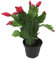 Cactus Rhipsalis Planta Pequeña en Maceta Flor de Navidad Crasa Ornamental