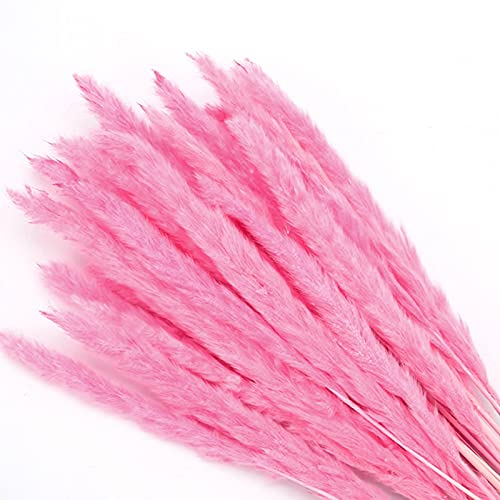 YIWOYI Getrocknetes, kleines Pampasgras, Phragmiten, natürliche helle Farbe, Hochzeitsblumenstrauß, natürlich getrocknete Grasblume (Pink)