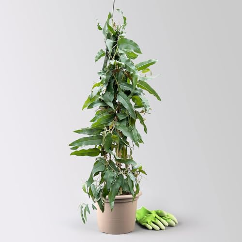 Zitronen-Eukalyptus, Pyramide, Topf-Ø 27 cm, Höhe ca. 100 cm
