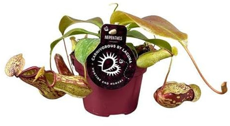 Nepenthes Gaya Plante en pichet, diamètre : 12 cm, hauteur : environ 17 cm, plante d'intérieur exotique, carnivore facile d'entretien, pour la capture d'insectes et les intérieurs décoratifs