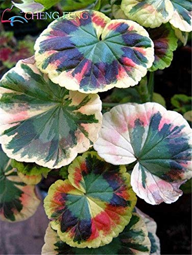 Gelb: 100 Teile/beutel Schöne Begonie, Begonie Samen Bonsai Blumensamen Blumen Topf Begonie Pflanzen Für Garten Balkon Coleus Samen