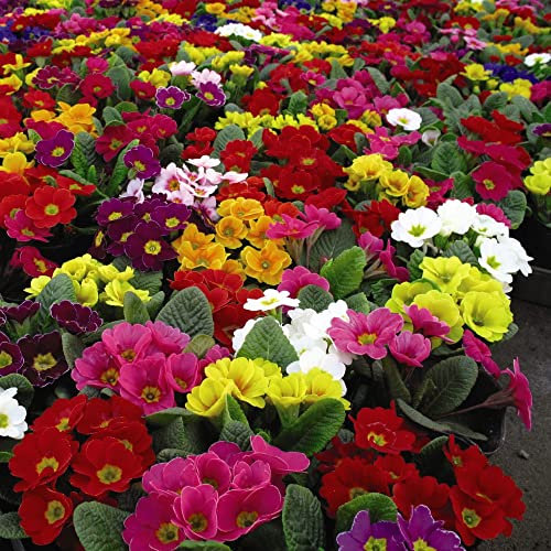 Primrose Primula Seeds T&M's Special Giant Flowered Strain Hardy Perennial Mixed Colours Large Blooms Spring Flowering Easy to Grow Your Own 1x Packet (Approx. 25 Seeds) by Thompson and Morgan