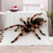 Kuscheldecke 150 x 200 cm 3D Spinne Decke Flanell Fleecedecke Weich Warm Flauschig kuscheldecken Spinne Wohndecke Decken für Sofadecke Couchdecke, Kinder Erwachsene M492