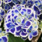 Hydrangea Plant Bavaria Garden Hardy Shrub Flowering Pink or Blue Plants Easy to Grow Your Own 2X 10.5cm Pot by Thompson and Morgan.