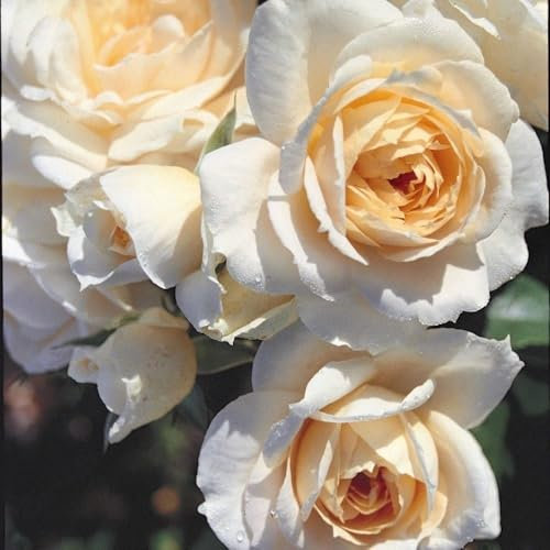 Plant Theory 4 Litre Pot Rosa Champagne Moment Floribunda Bush Rose