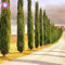 20PCS / Bag Zypressen Samen Conifer Bonsai Samen Staudentopfpflanze DIY Hausgarten