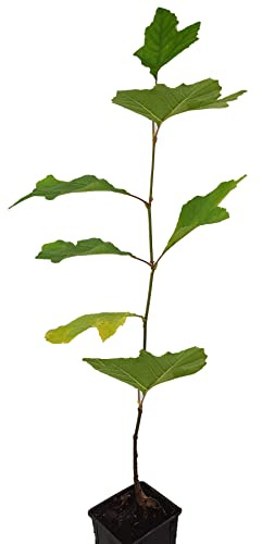 Seedeo®Orientalische Platane (Platanus orientalis) Pflanze ca. 60 cm hoch