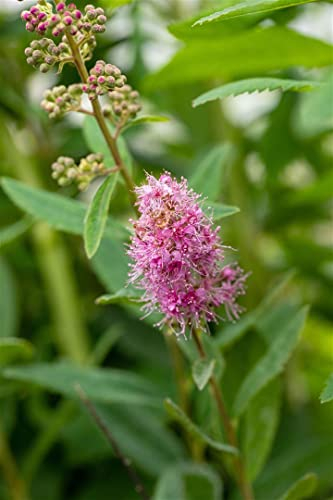 Spiraea billardii 'Triumphans' 60-100 cm – Winterhart, Mehrjährig, Pflegeleicht – Prachtspiere – Heckenpflanze für Garten & Sichtschutz