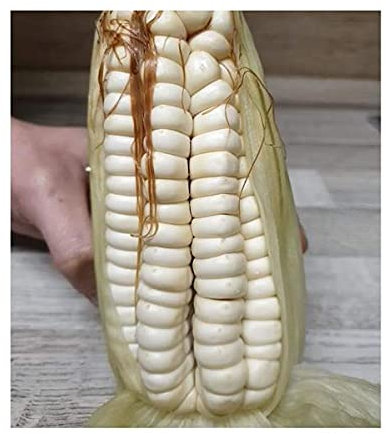 Stk - 25x Weißer Mais stowell's evergreen Getreide Pflanzen - Samen A280 - Seeds & Plants Shop by Ipsa