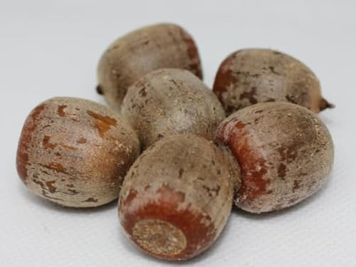 20 Deutsche Roteiche Samen (lat. Quercus rubra) Winterharte Eichen Bäume, heimische Roteichen Saat, Ganzjährige Aussaat, Qualitätsgeprüfte Baumsamen, Eiche säen, Wald geeignet