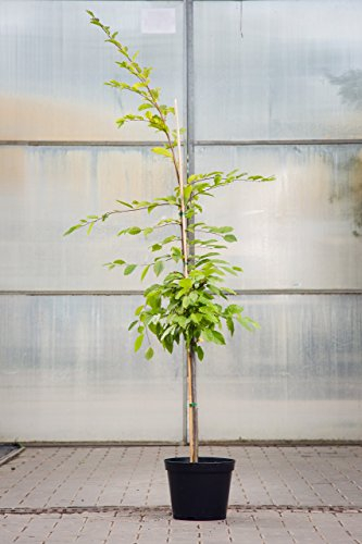 Hainbuche 125-150 cm Busch für Sonne-Halbschatten Heckenpflanze grünes Laub Gartenpflanze Sichtschutz 1 Pflanze im Topf