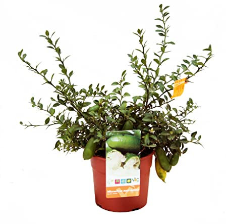 Citrus Australasica Árbol Natural Conocido como Caviar Cítrico