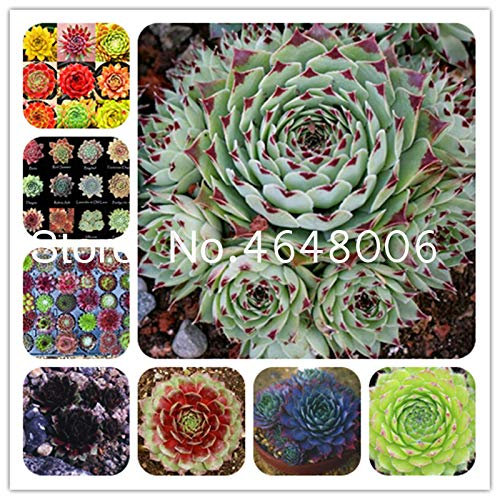200 pz misti Sempervivum, Esotico tedesco Fiori in vaso Piante Grasse Radiazioni Carnoso pianta viola Sempervivum tectorum: misti