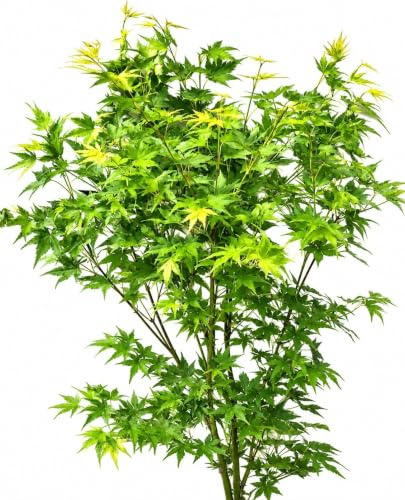 Japanischer Fächerahorn Acer Palmatum Going green 100-125 cm Ahorn