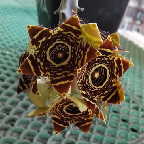 StapeliaSamen - exotische garten hochbeet Orbea pulchella - bio gartenpflanzen garten topfpflanzen 60pcs
