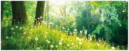 Wallario Memoboard aus Glas mit Motiv, Magnet-Tafel in 32 x 80 cm in Premium Qualität Pusteblumen im Wald mit einfallenden Sonnenstrahlen
