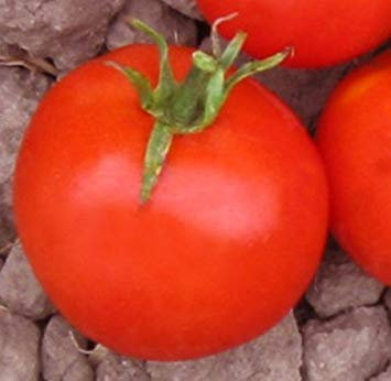VISA STORE 5 Sätze von 25 Samen Heinz 9129 Bio-Tomatensamen