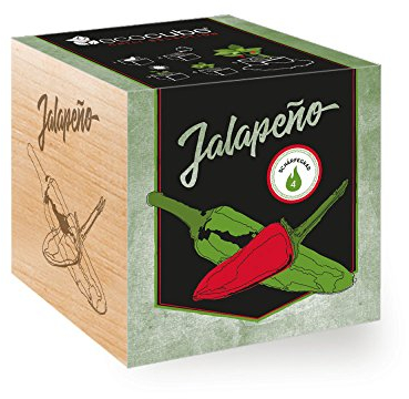 Chilipflanze 'Jalapeño' im Holzwürfel - Chili Selection