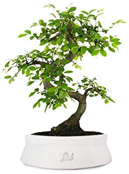 Olmo Bonsai, Bonsai di Zelkova Altezza 28 cm, Pianta Vera, per Interno ed Esterno - Vaso Artigianale di Terracotta - Bianco Space