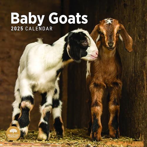 2025 Baby Goats Monthly Wall Calendar by Bright Day, 12 x 12 Inch Cute Nature Photography Gift
