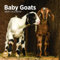 2025 Baby Goats Monthly Wall Calendar by Bright Day, 12 x 12 Inch Cute Nature Photography Gift