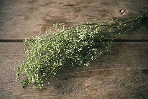 NaDeco Schleierkraut, getrocknet, im Bund, Länge ca. 50-60cm, in Natur und Gefärbt Gypsophila paniculata Gipskraut Trockenblumen Naturdeko Trockendeko für Vasen Pampasgras Deko, Farbe:Apfelgrün