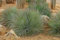 12 Körner d'AGAVE A FEUILLES ETROITES (Agave Striata) E110 AGAVENSAMEN