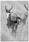 Pixxprint Tableau mural en verre véritable - Animaux en savane - Cerfs - Afrique - 40 x 60 cm - Avec suspension et entretoises