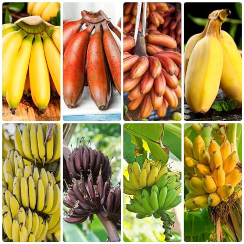 30 pezzi semi di piante di banano alberi da frutto vaso bonsai piante esotiche semi di banana semi di banana, alberi da frutto nani giardino di erbe alberi da frutto