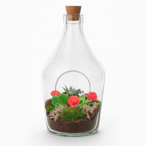 Love in a Bottle Terrario para plantas DIY 16 cm de diámetro x 30 cm de altura – Terrario abierto con planta de corazón Hoya Kerrii – Juego de suculentas – Regalo romántico con instrucciones de