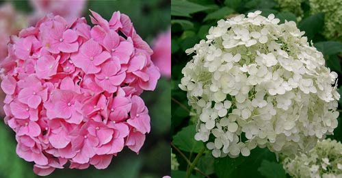 2 x 3 Litre (19cm Pot) Hydrangea Macrophylla (2 Colours) (Pink/White)
