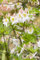 Rhododendron luteum 'Persil' 30-40 cm - Gelber Rhododendron, duftende gelbe Blüten, Blütezeit Mai-Juni, ideal für Halbschatten, bienenfreundlich, winterhart