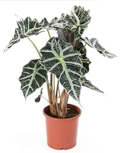 Alocasia Amazonica o Polly Planta Natural Resistente a Altas Humedades