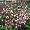 Erigeron 'Profusion' 6 x Medium Plug Plants - Hardy Perennial/Annual