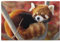 Red Panda Print Jigsaw Puzzle 1000 Pieces Wooden Puzzle Gifts For Adult Family Wedding Graduation Gift Vertical Version