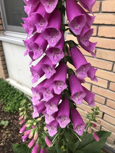 6 x Digitalis purpurea - Fingerhut - Topf 9x9 cm
