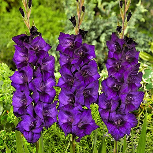 schone Gladiolus Large Flowering – Glowing Addition – Perennial – Summer Flowering Bulbs – for Your Beautiful Garden (10 x Gladiolus Large Flowering Purple Flora)